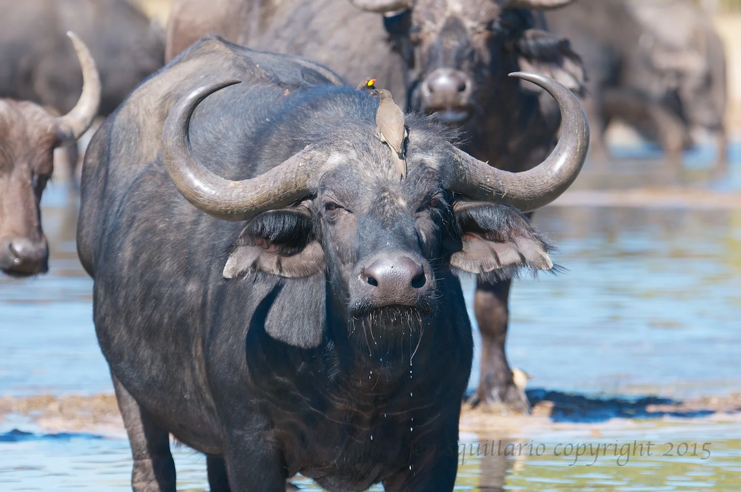 Imposing Buffalo