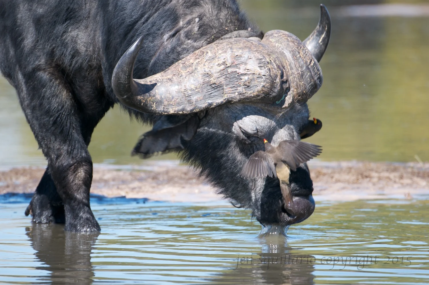 Patient Buffalo