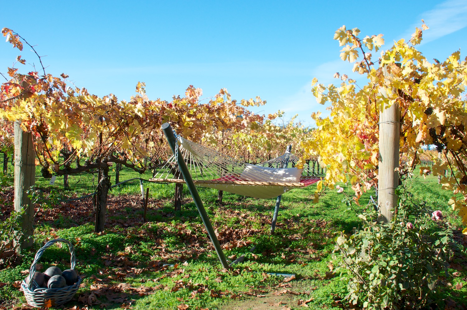 The O'Brien Estate winery in Napa, California in the fall. See www.obrienestate.com for more information. The wine tastings here can be described as epic--the pour is heavy, and they entertain you with a good tale on the history of the winery.