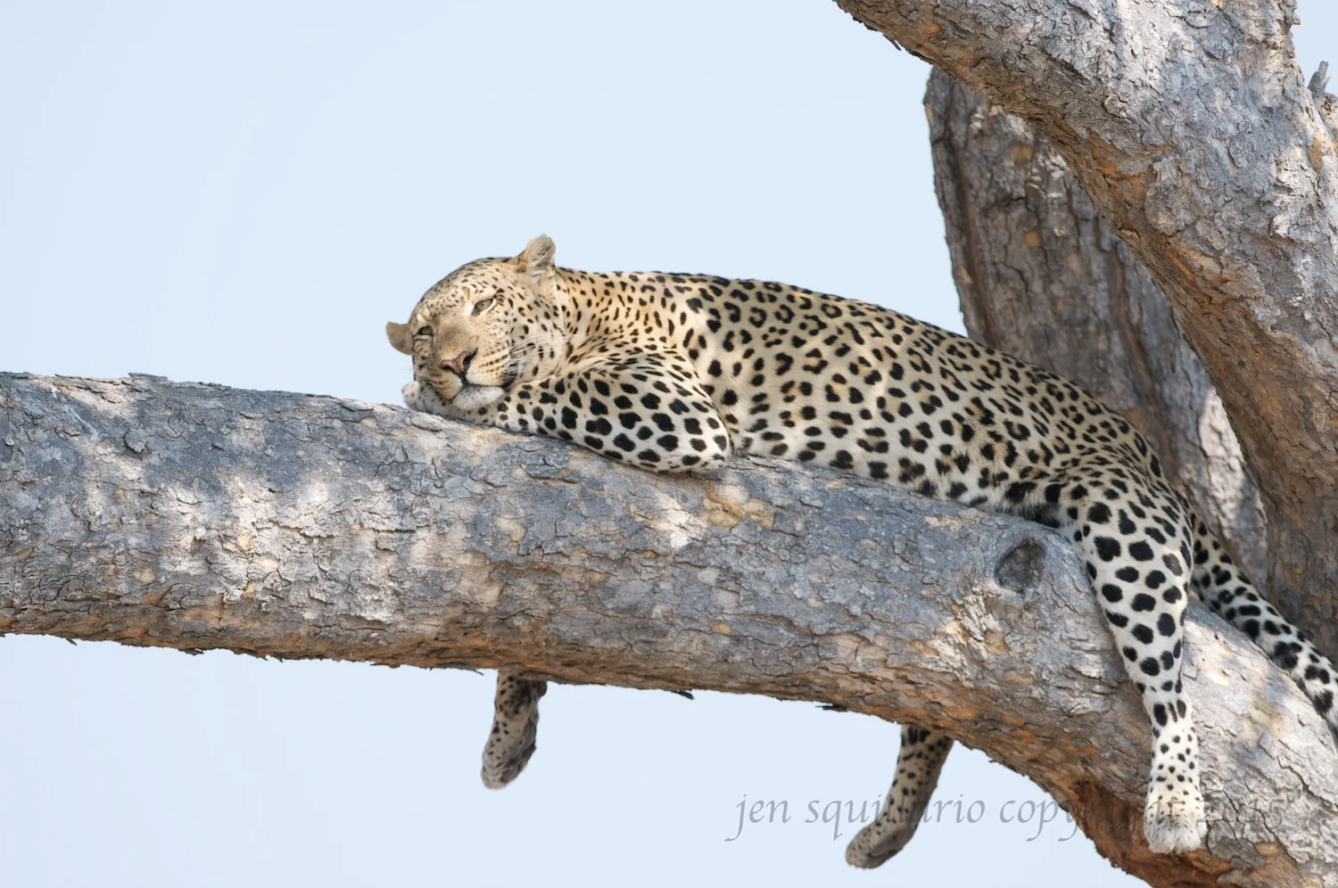 This photo was taken at Savute Camp in the Linyanti Concession in the Okavango Delta, Botswana. See www.wilderness-safaris.com for more information. We tracked this male leopard by listening to the squirrel alarm calls. By following these calls, we were able to locate the leopard who was scent marking his territory. He then jumped up into this tree for a siesta.