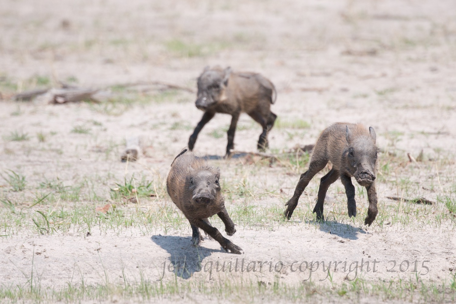 Young Warthogs