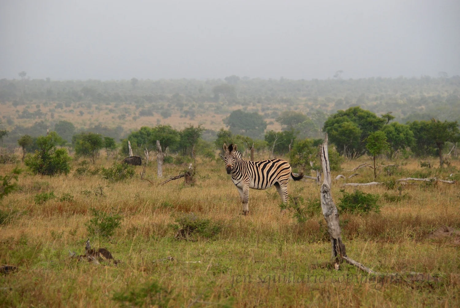 This photo, taken at Ngala Private Game Reserve, gives a fairly good idea (despite the fog) of the expanse of this reserve. 