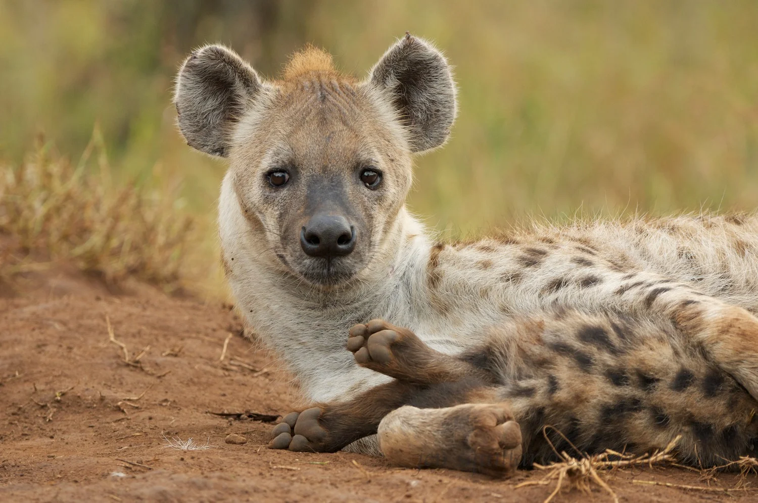 Hyena feeding her pup.
