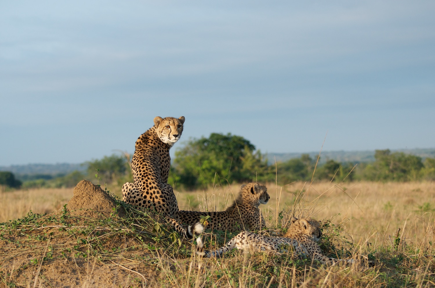 On Safari:  Phinda Private Game Reserve Part II (by Jen)