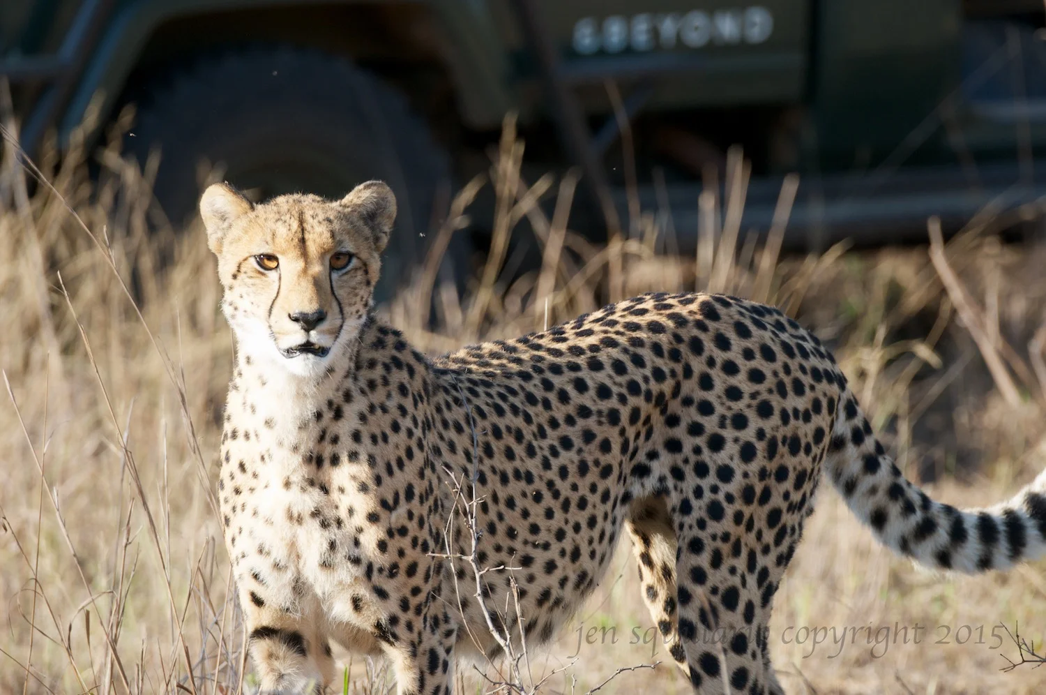 On Safari: Phinda Private Game Reserve Part I (by Jen)