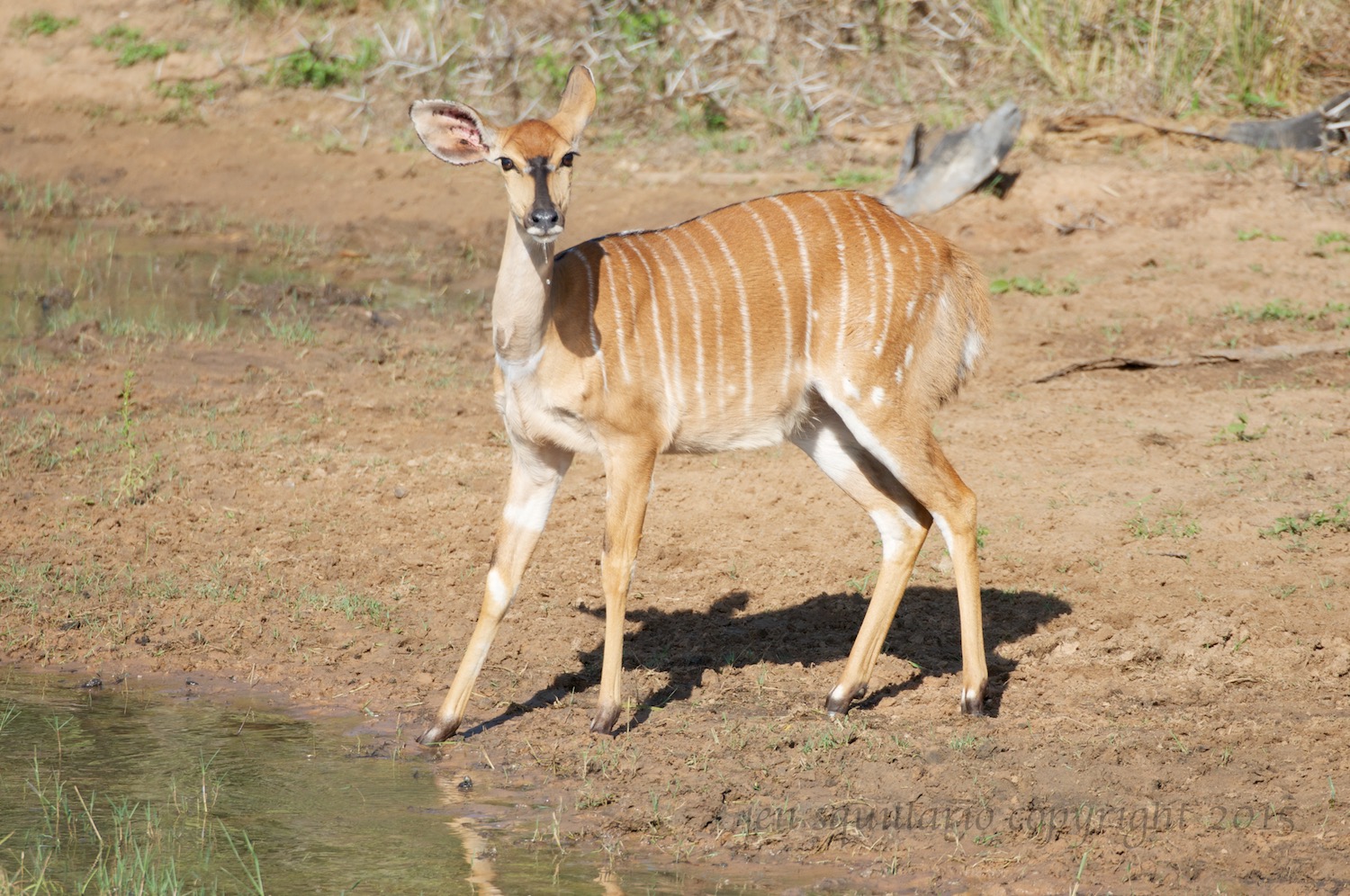 Female Nyala