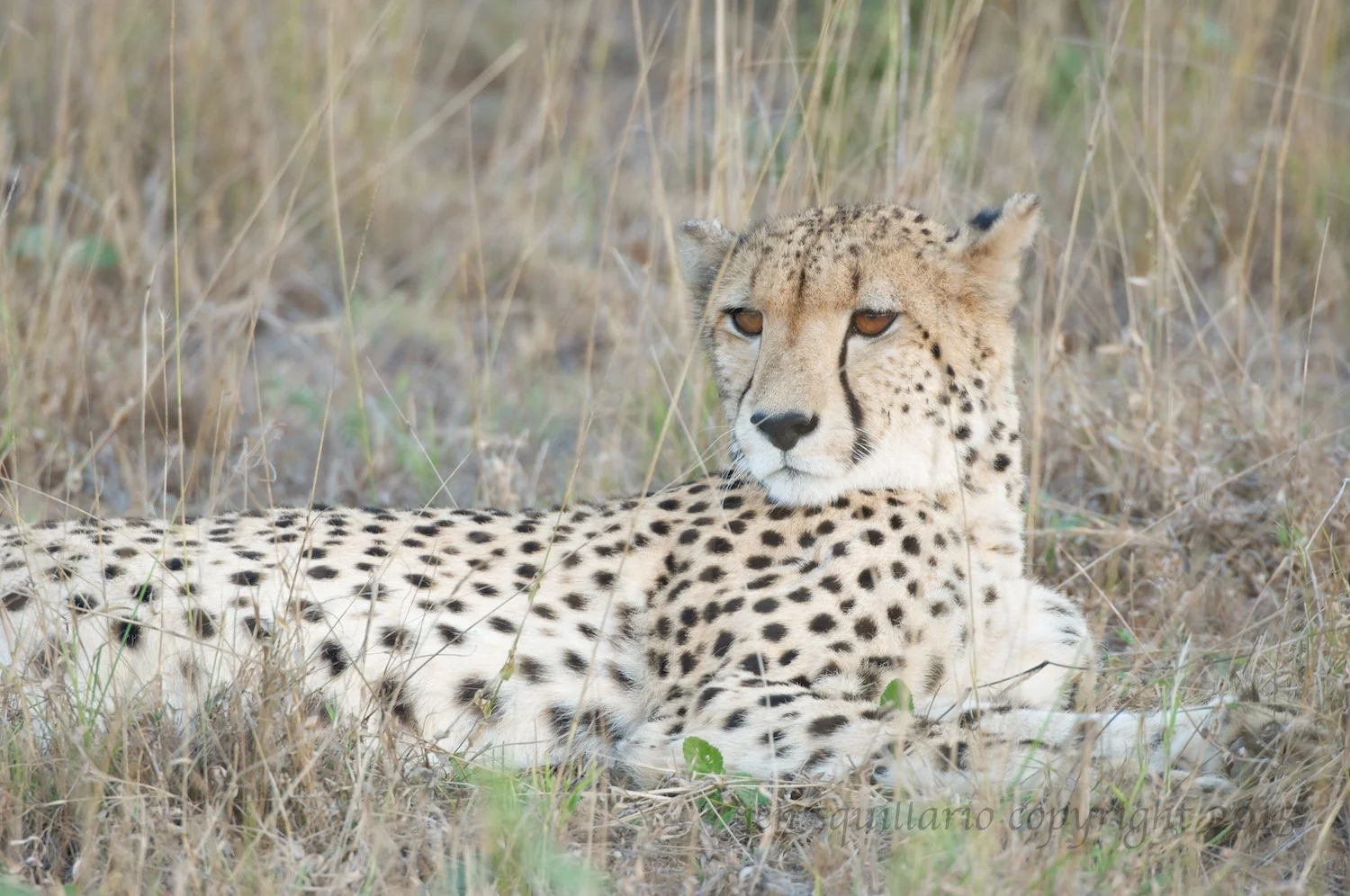 Our first cheetah sighting, a female, was close to the lodge.  She was lying in the tall grass as the sun set.