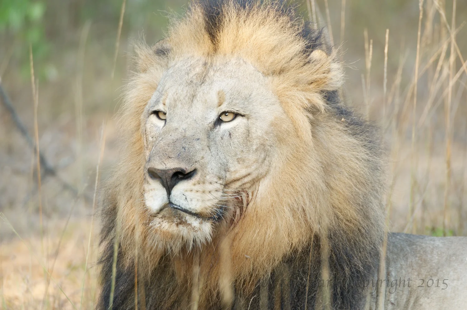 A full lion with a bit of leftovers on his chin.