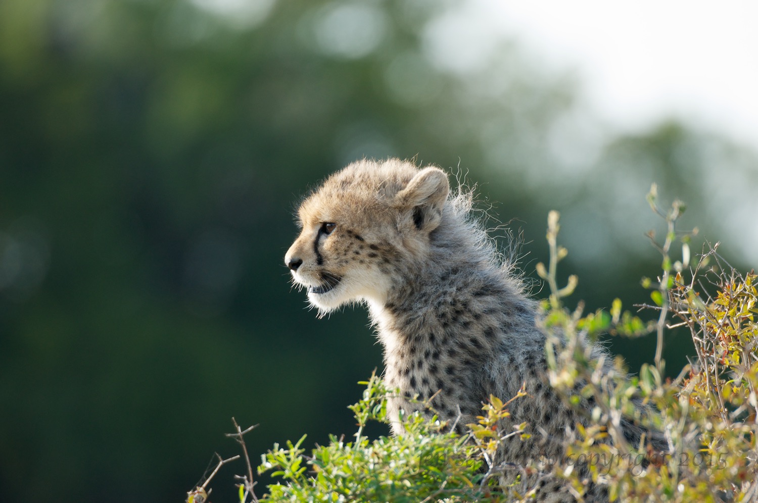Young Cub on the Lookout
