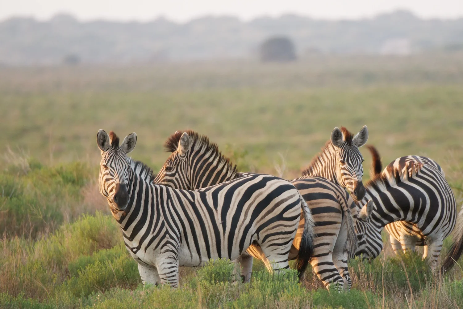 Sun Setting on Zebra