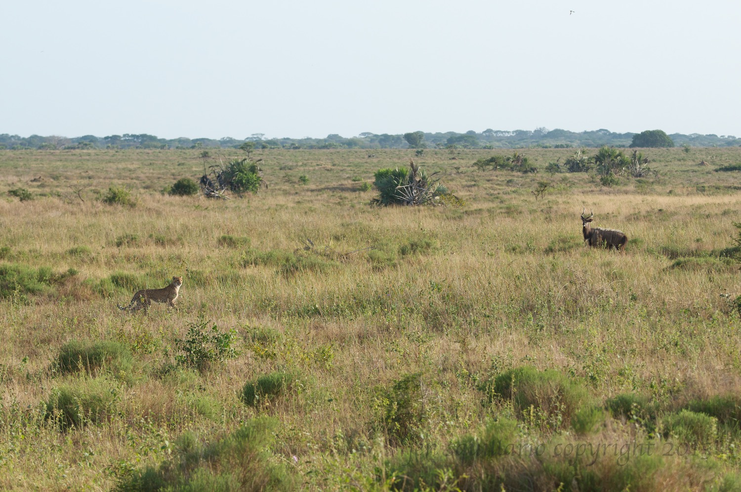 Giles had moved us a bit farther away from the cheetah in case she decided to hunt.