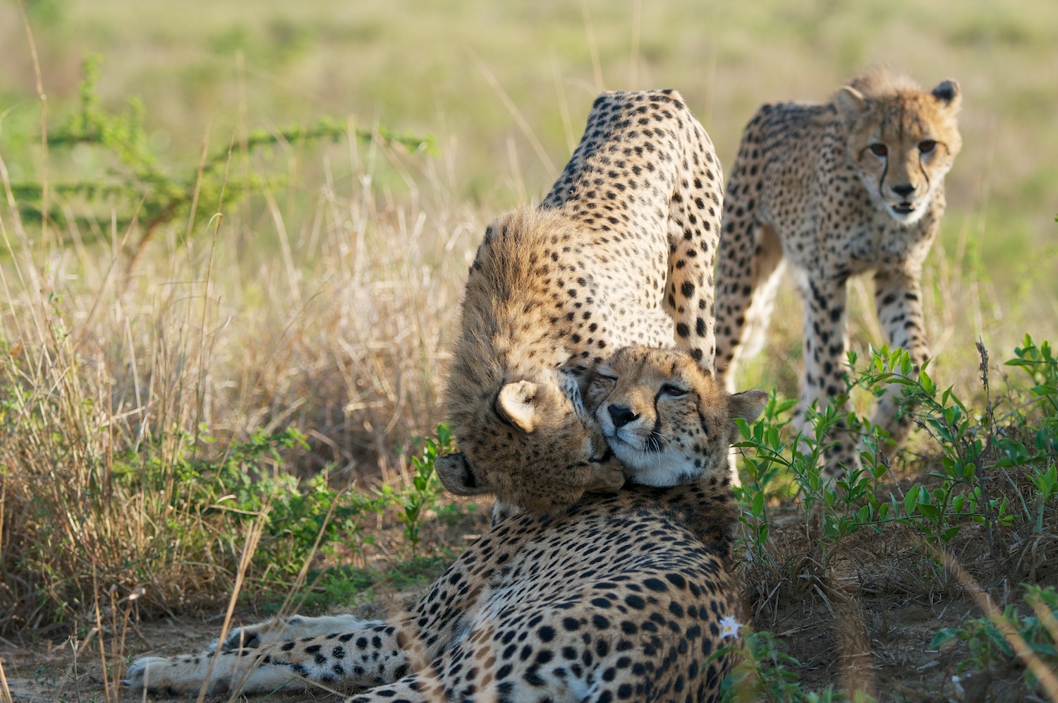 Mom resting while being reminded that her cubs were still hungry.