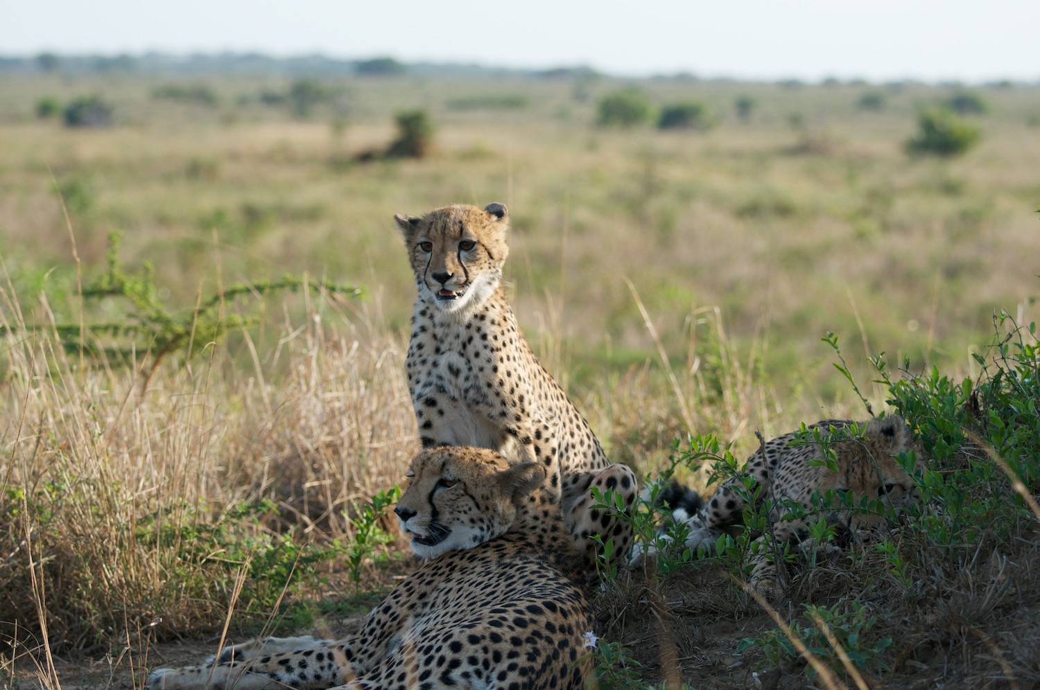 Cheetah cub spots the wildebeest herd.
