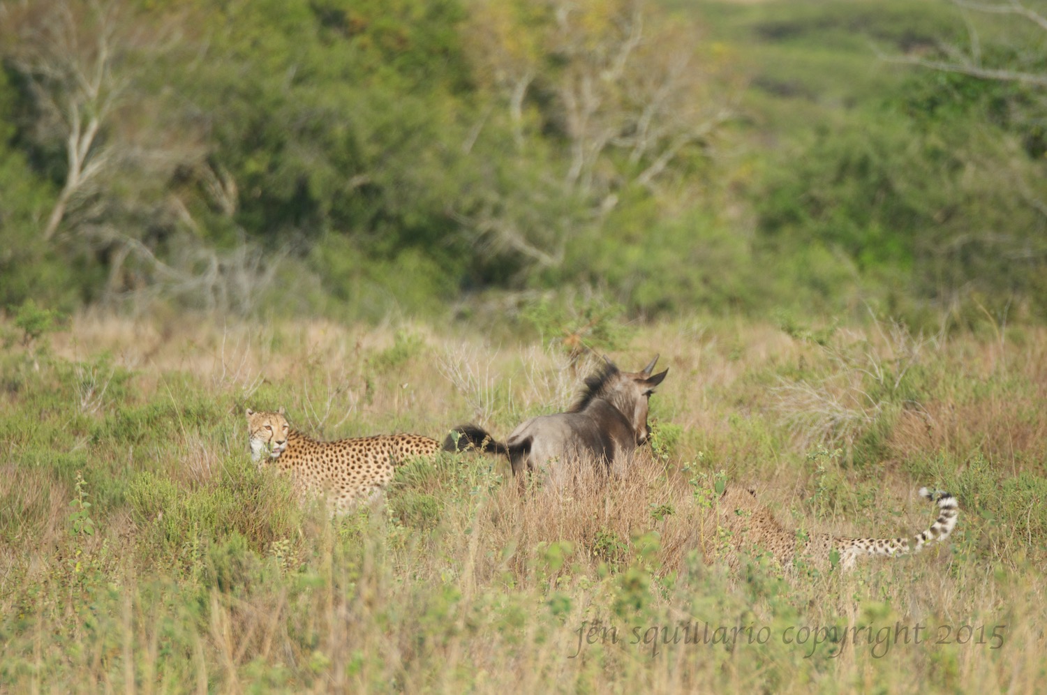  Young cheetah chasing wildebeest with mom looking on. 