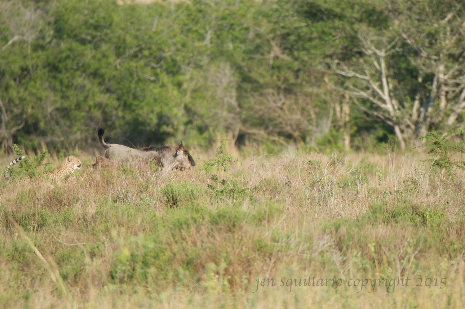  Cheetah cub on the tail of the young wildebeest. 