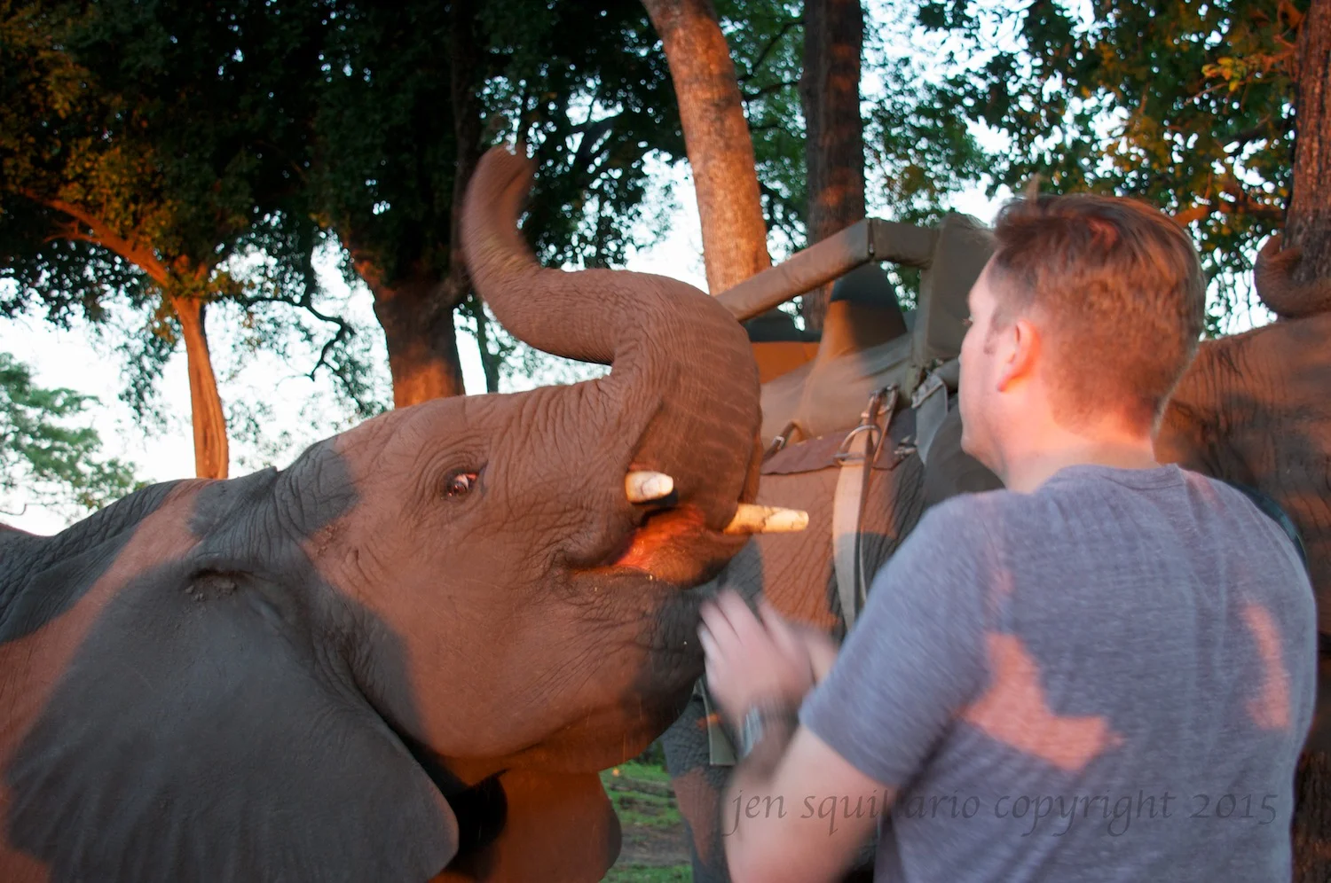 An action shot of feeding time.