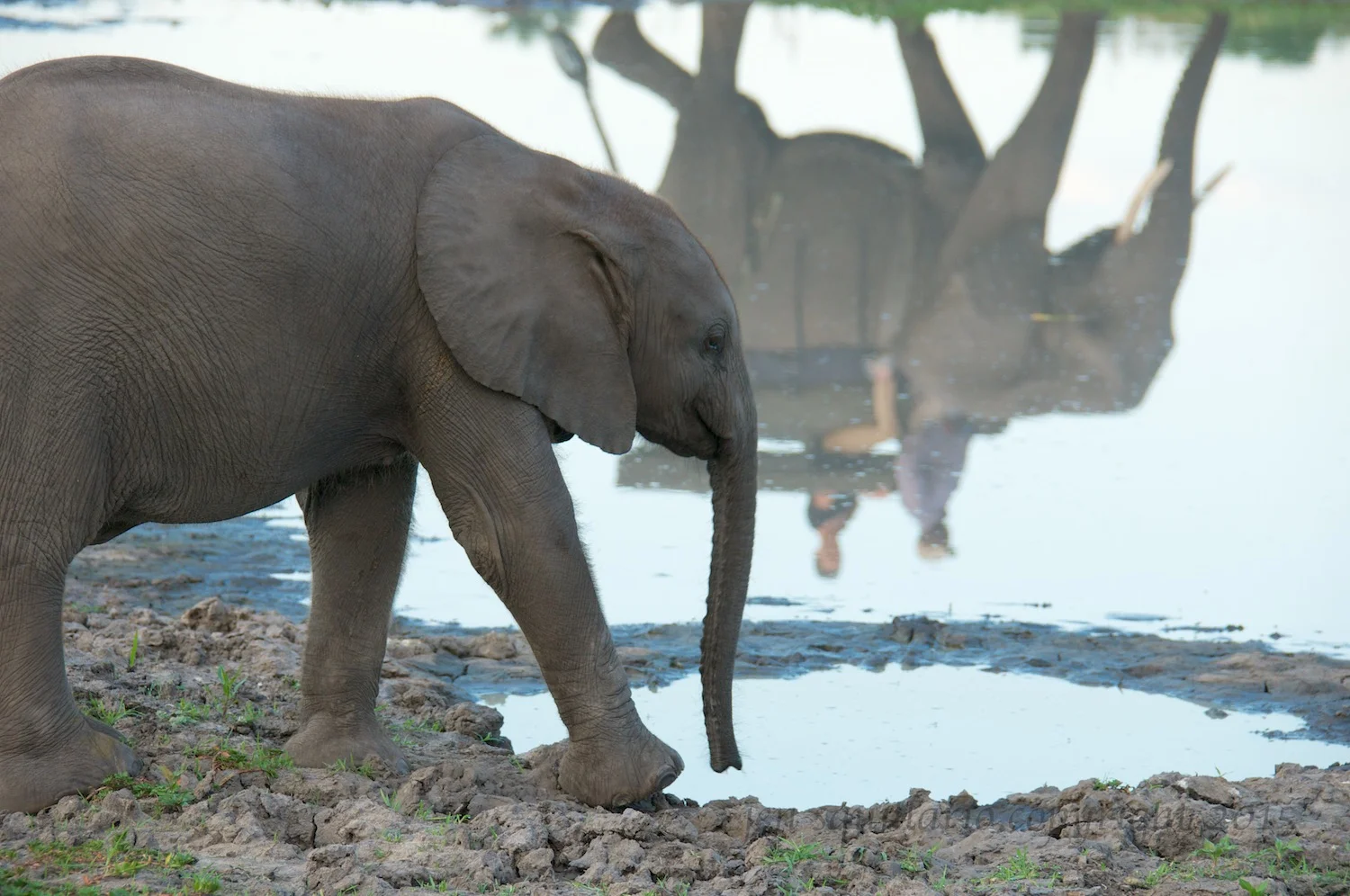 Getting a drink and catching the reflection of an elephant walking.