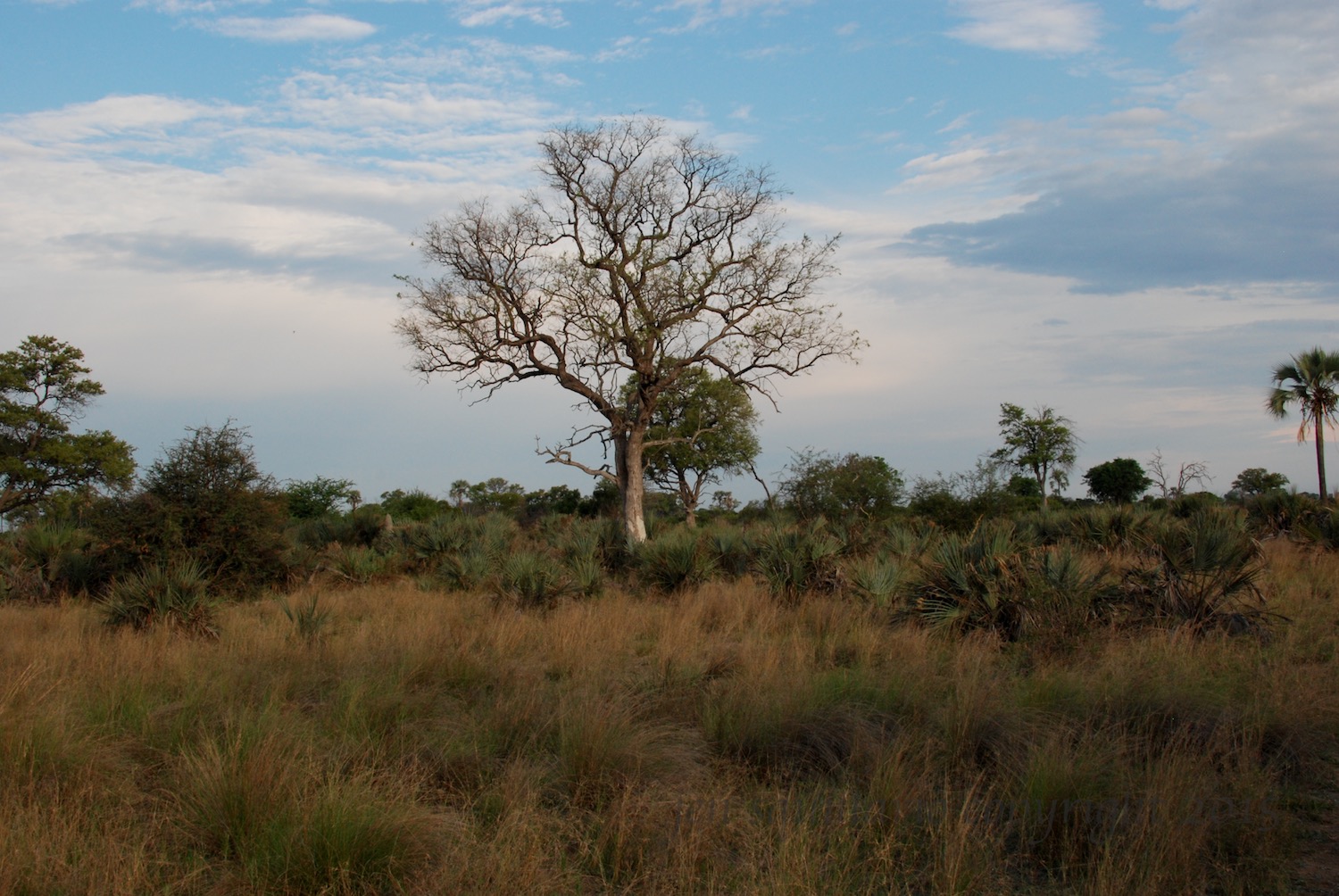 Little Tubu, November 2014