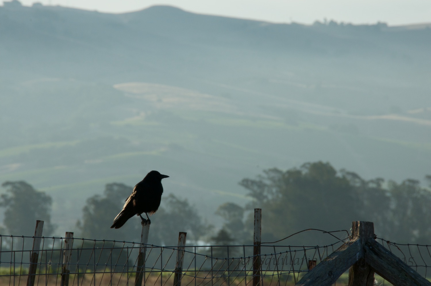 Bird on a Wire