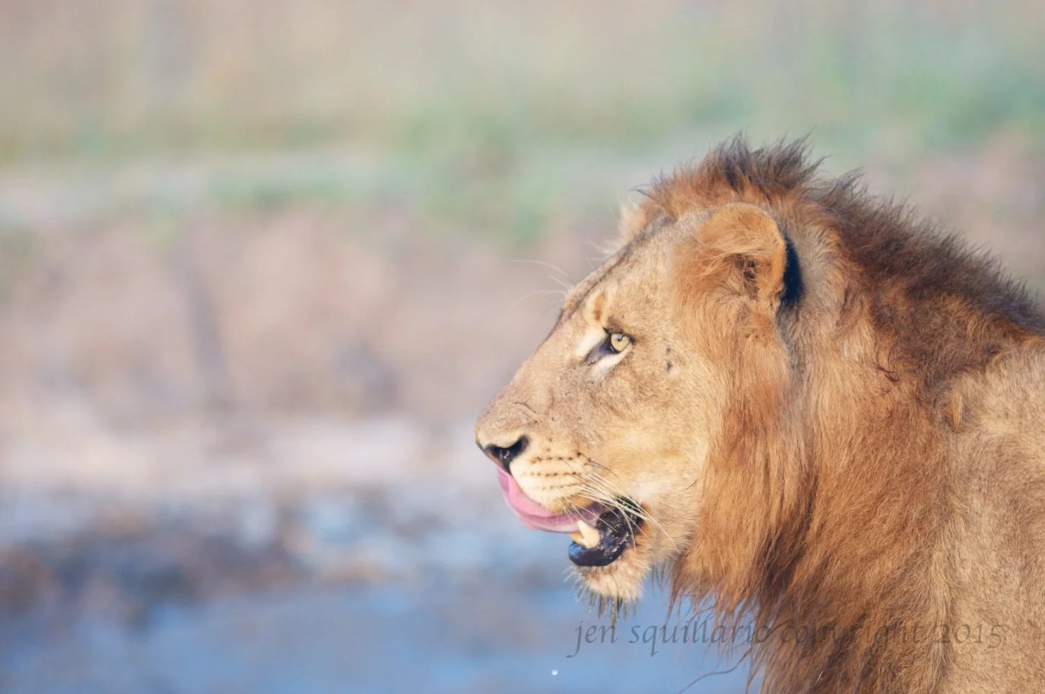 On Safari: MalaMala Game Reserve, South Africa