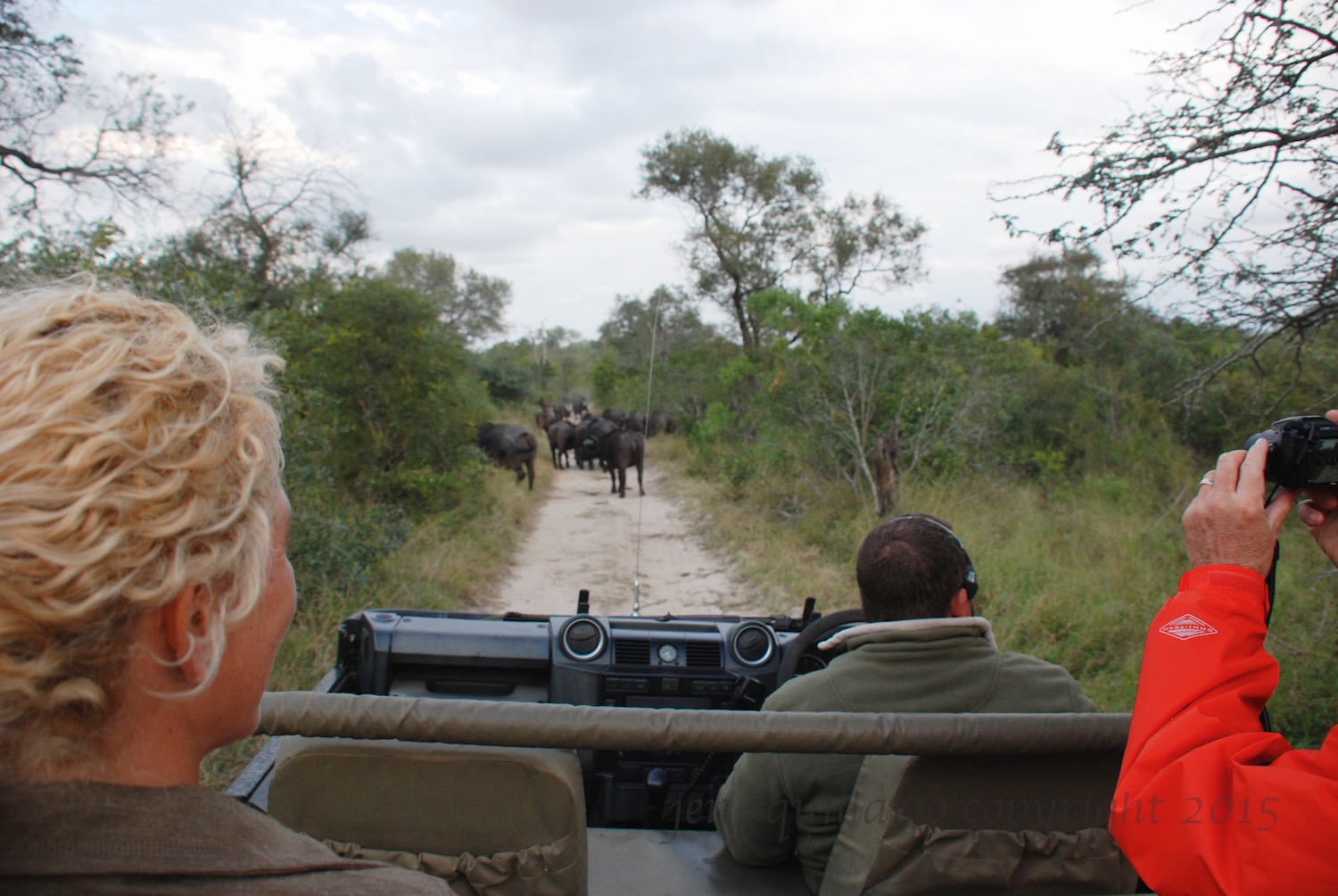 We spot a buffalo herd.