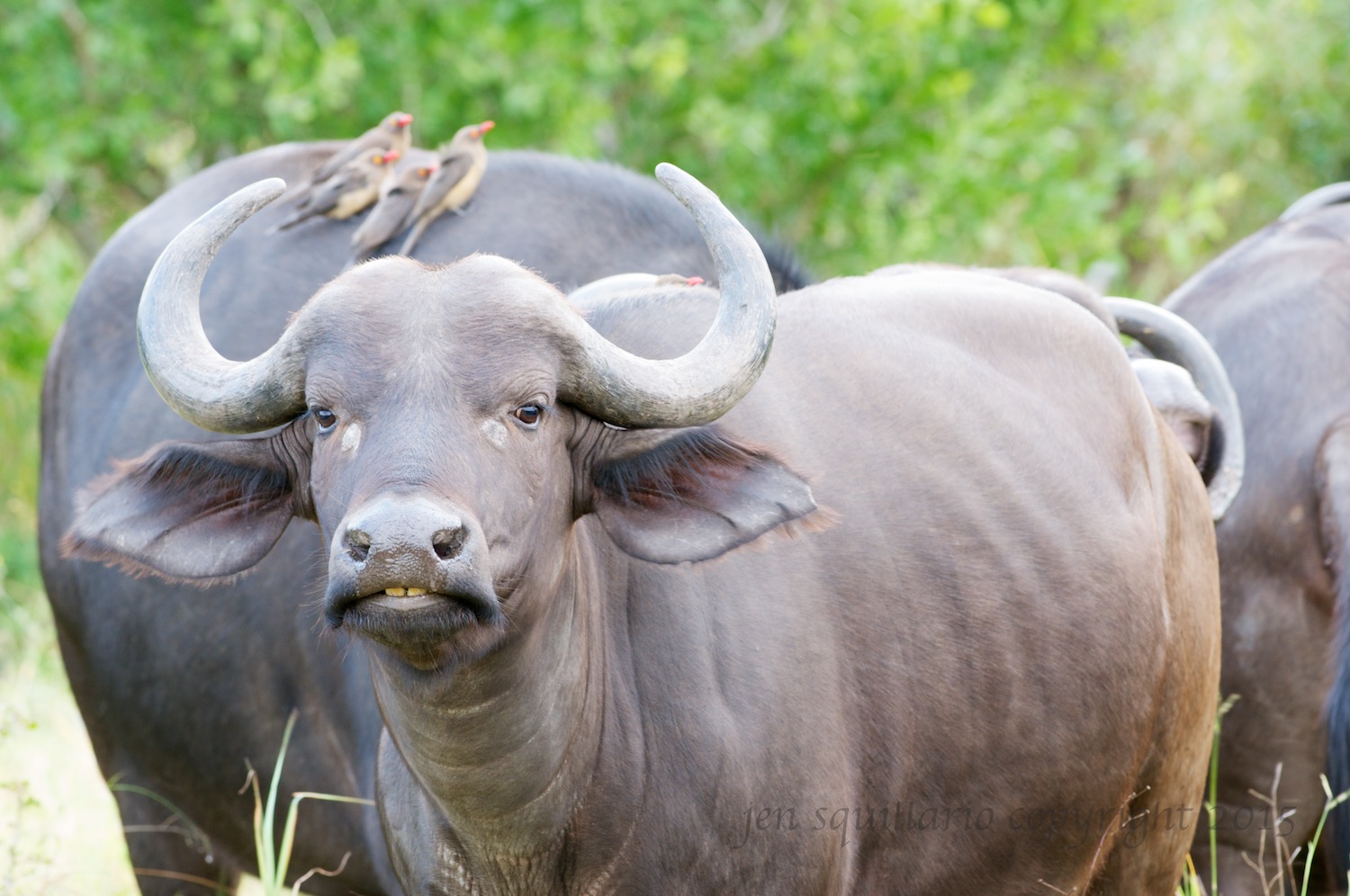 Buffalo with Oxpeckers