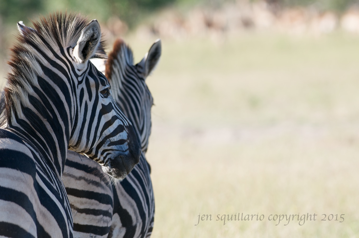 Zebras