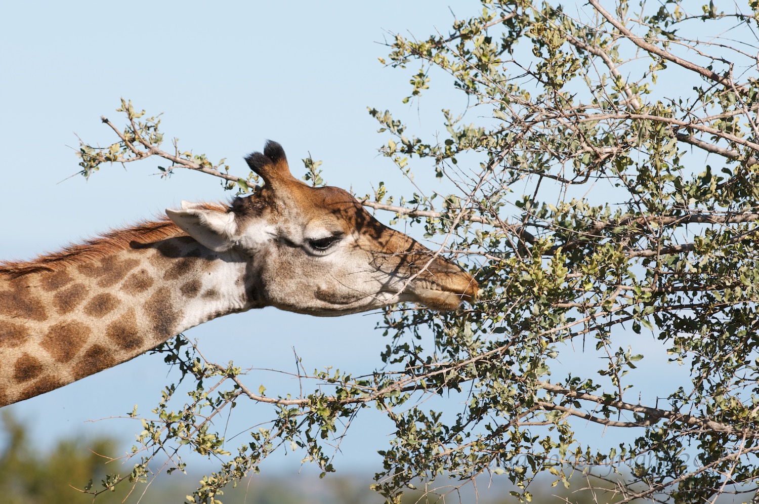 Giraffe