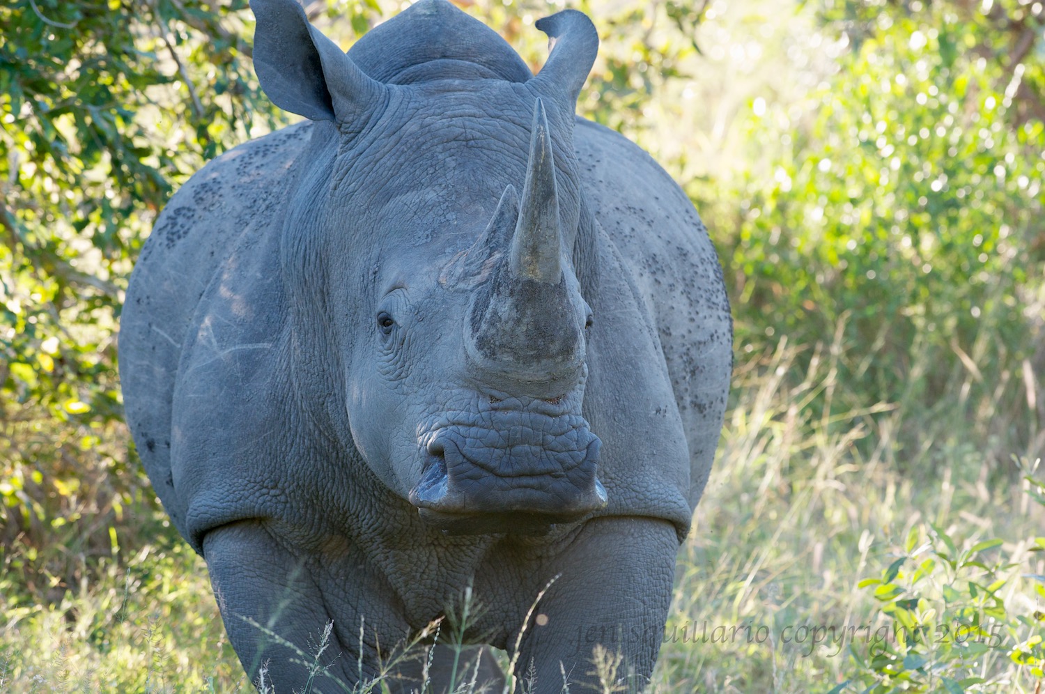 White Rhino