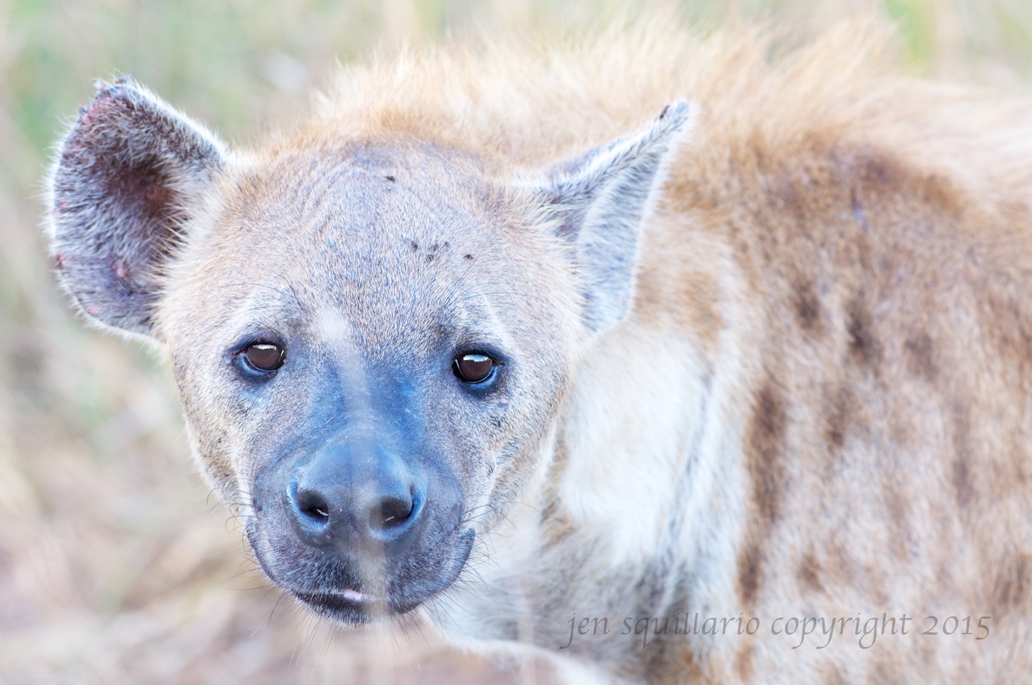 Hyena