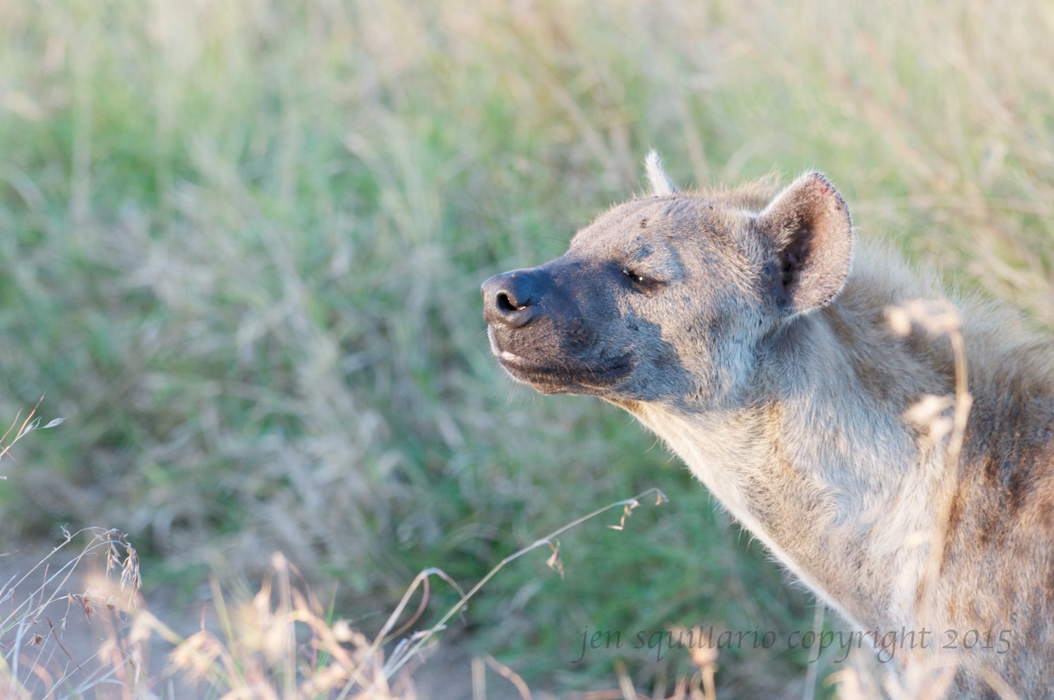 Hyena