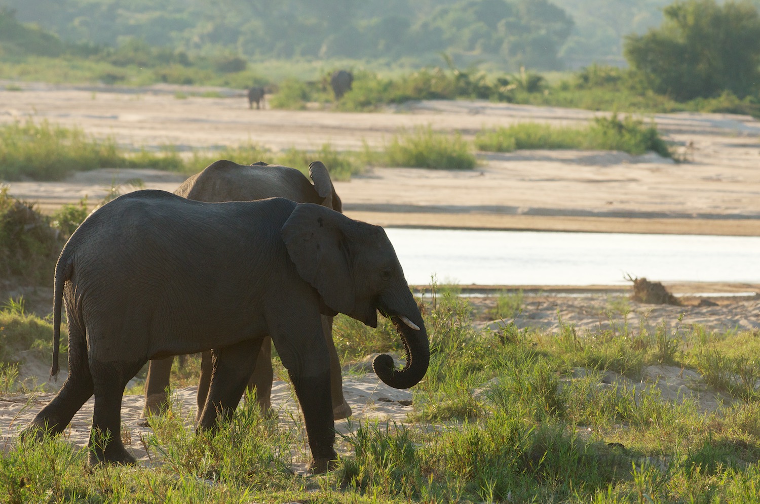 Elephants by the Sand River