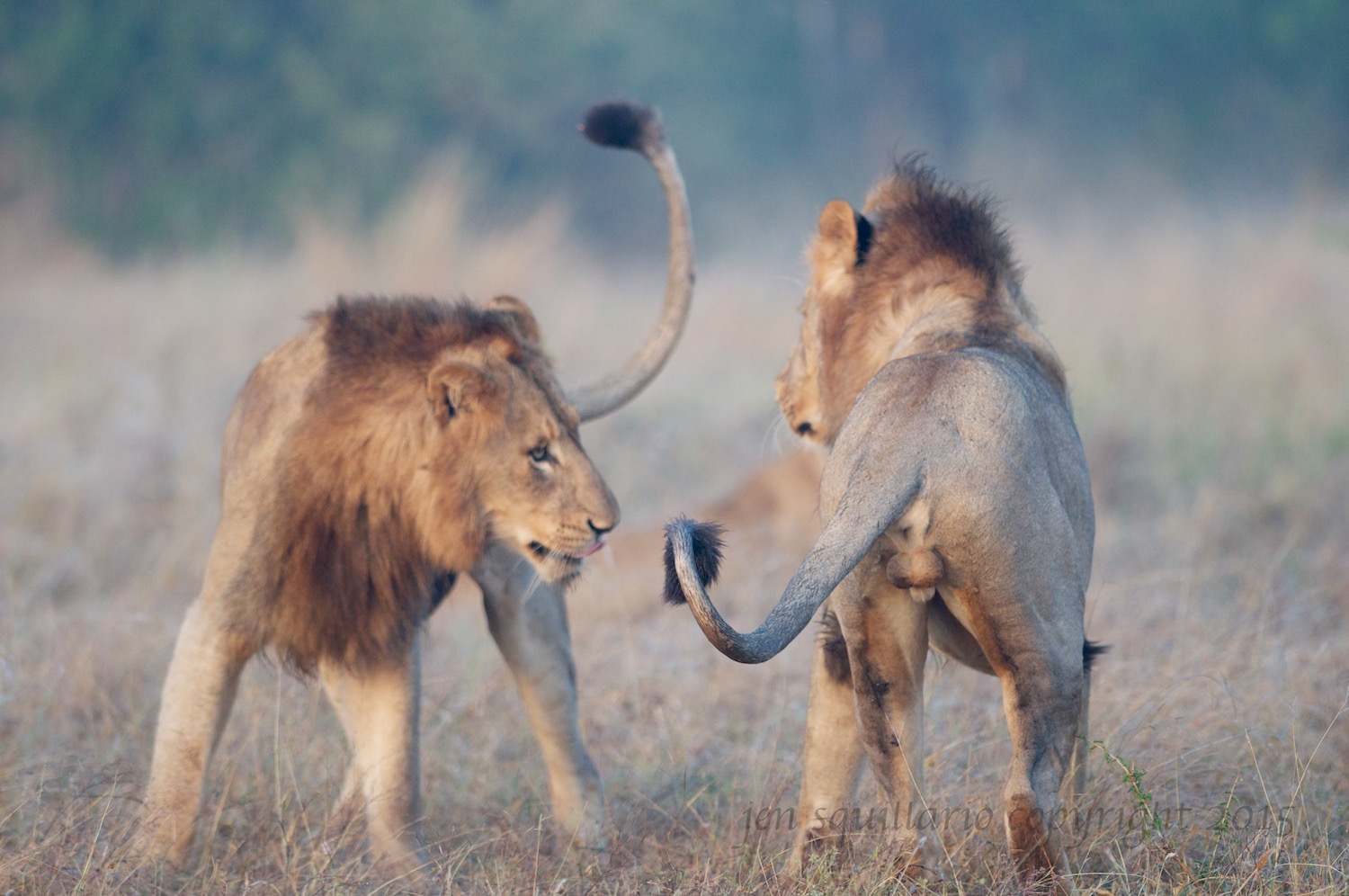 First, they size each other up by walking around each other.