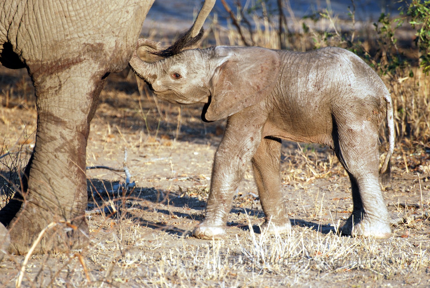 Baby Elephant