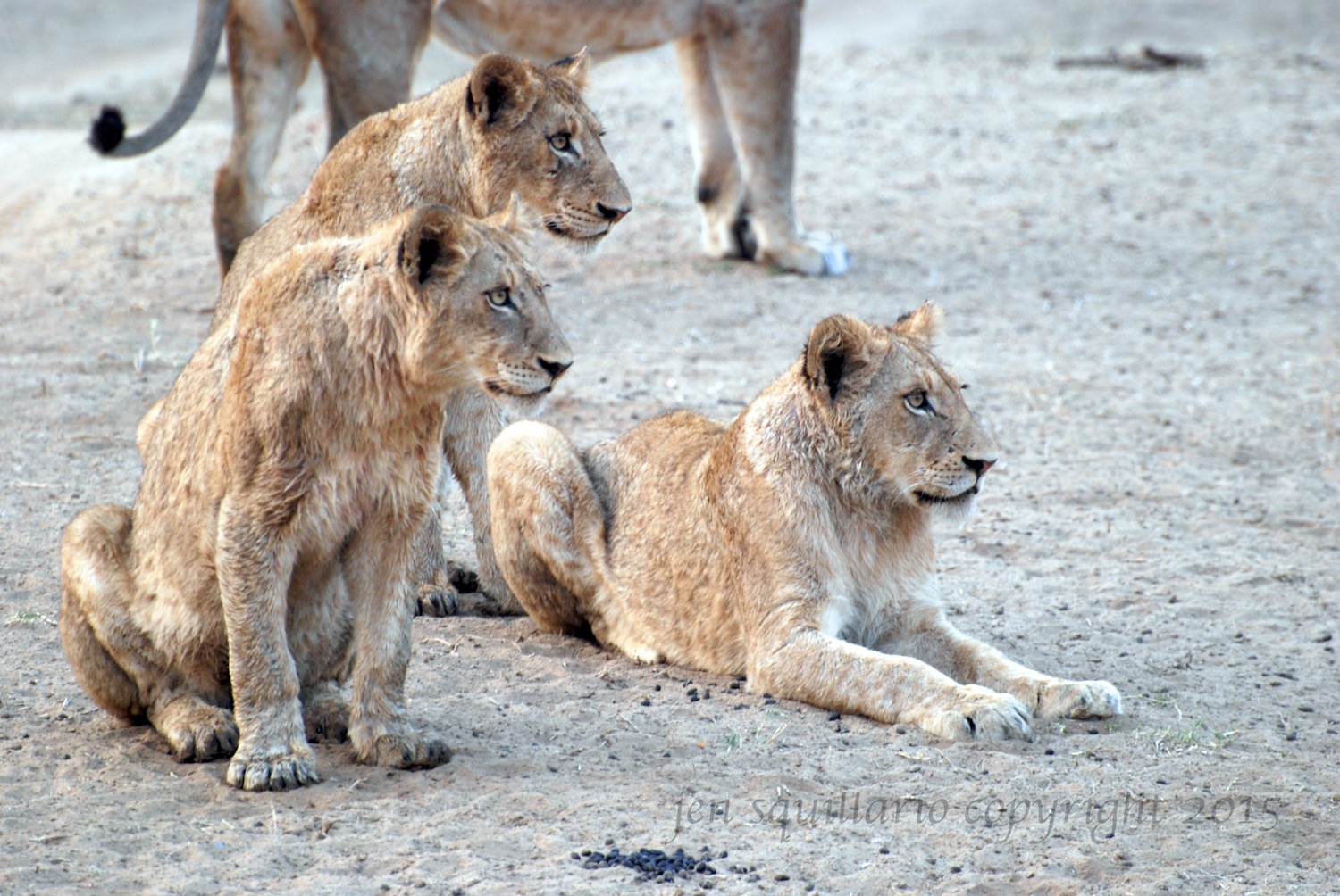 Lion Cubs