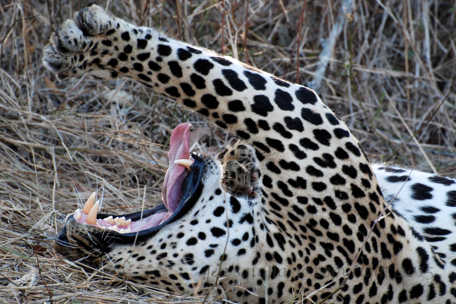 Male Leopard