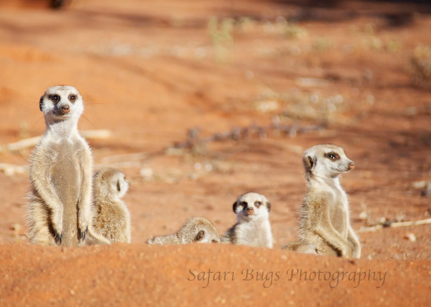 On Safari: Tswalu, South Africa