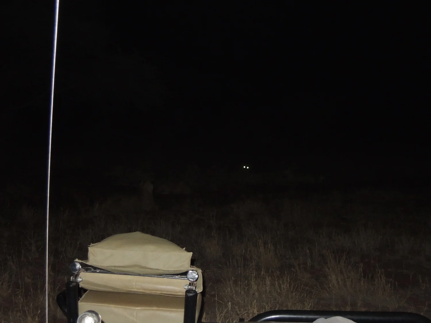 Where are those lions? Are those two eyes?