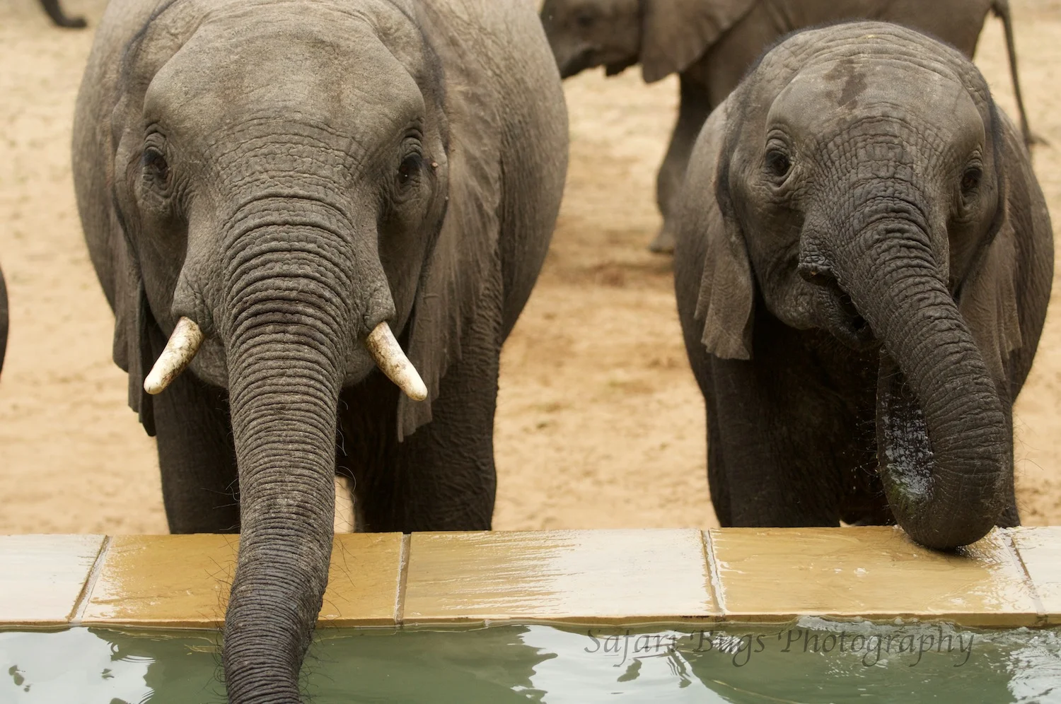 On Safari:  Vlei Lodge & The Elephants of Phinda