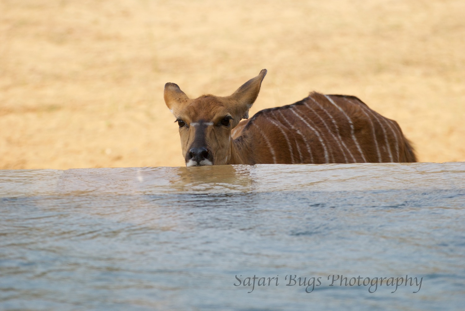  Female Nyala drinking at our plunge pool. 