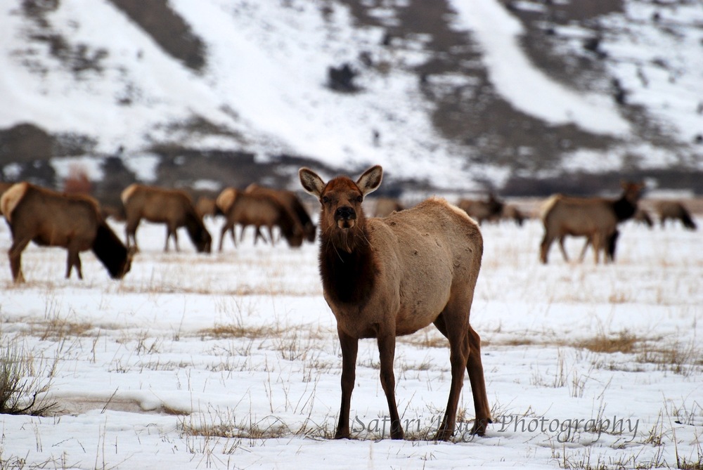 Elk