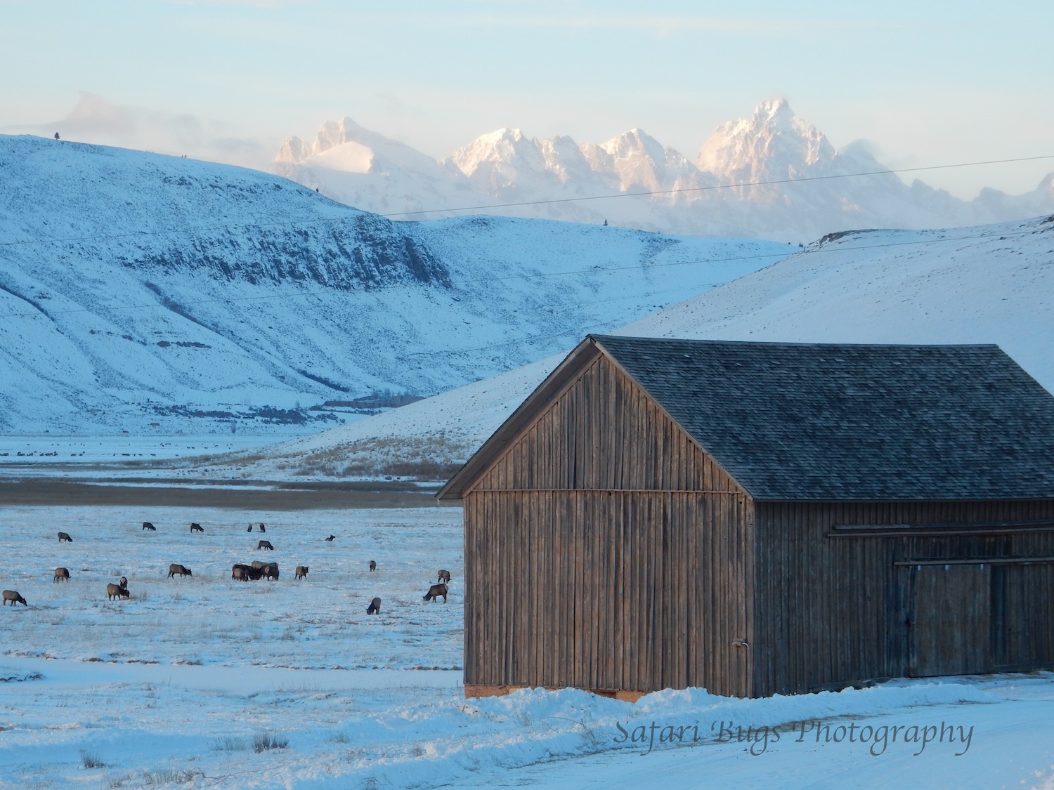 National Elk Refuge-2015-16