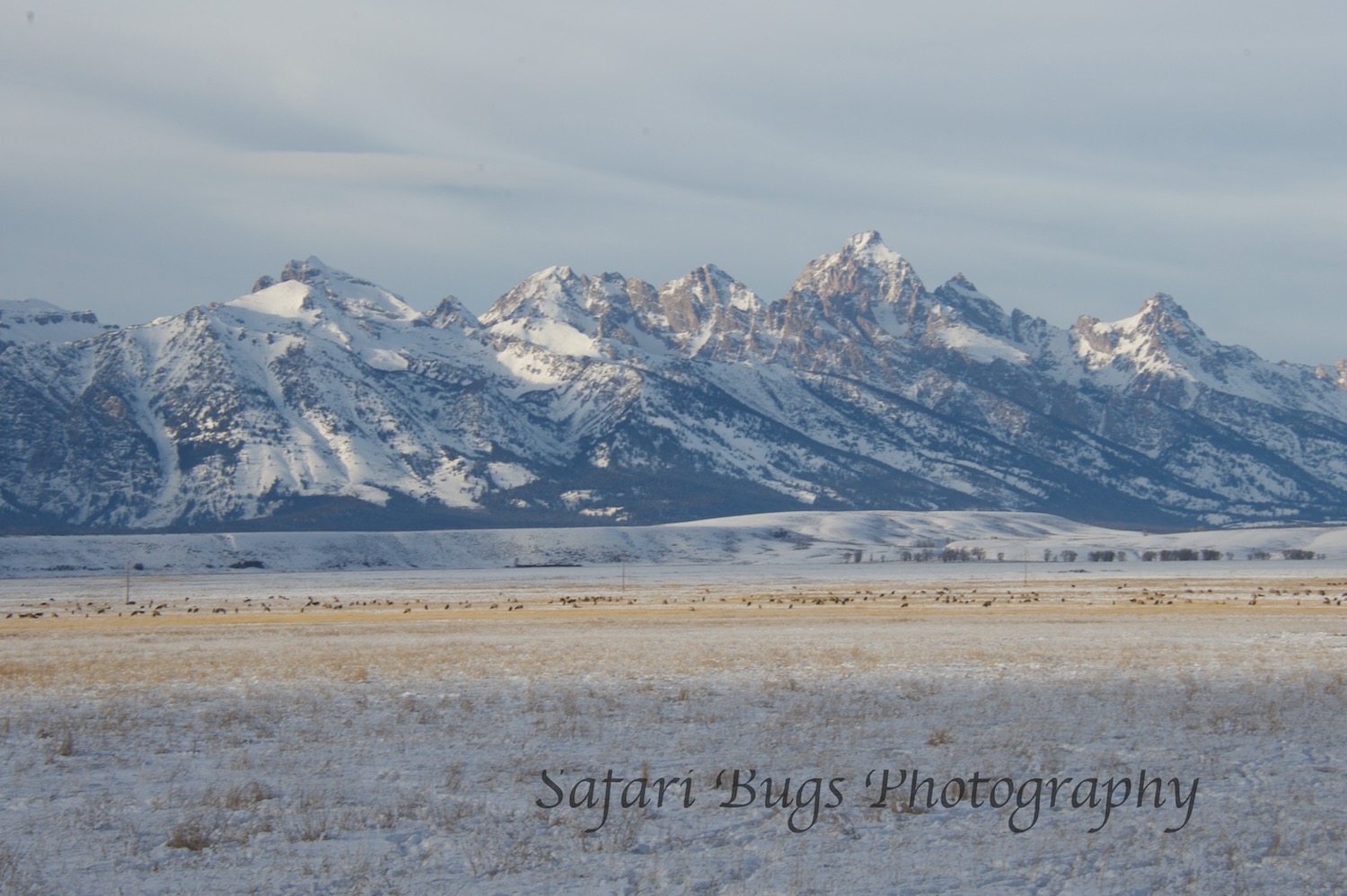 National Elk Refuge-2015-16