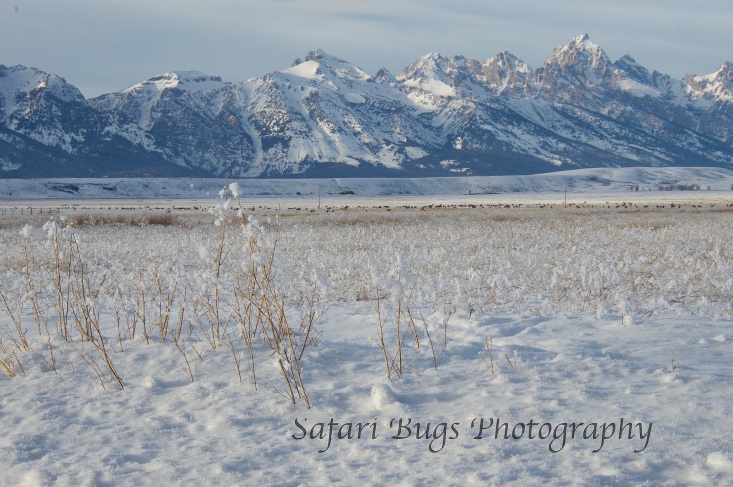 National Elk Refuge 2015-16