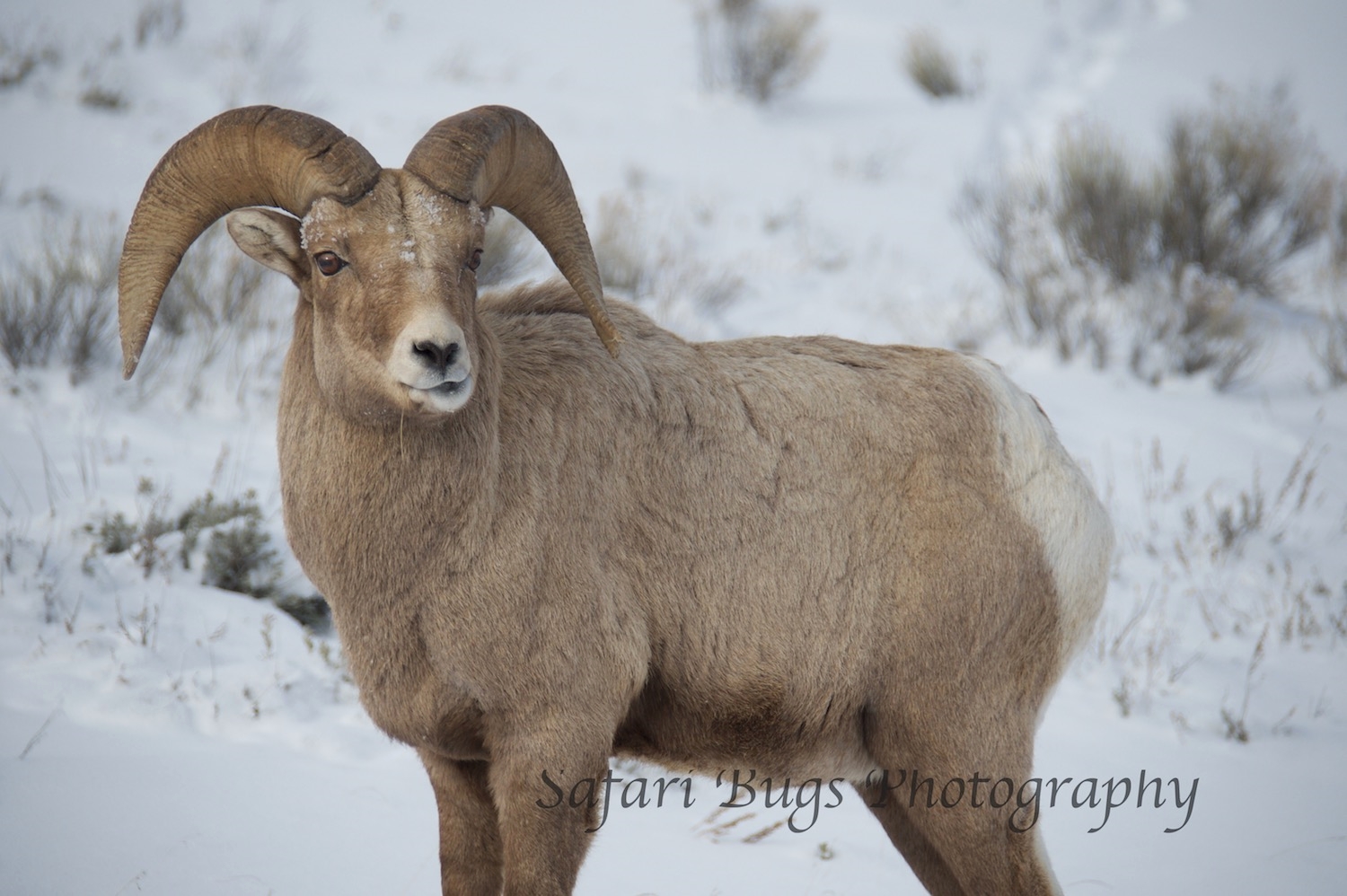 Big Horn Sheep