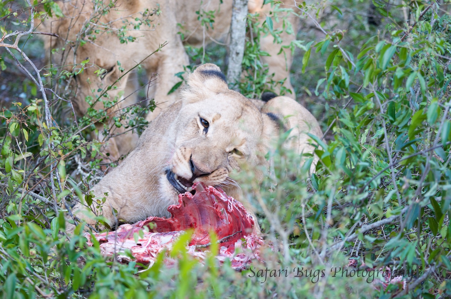 Lioness Enjoys Some Ribs