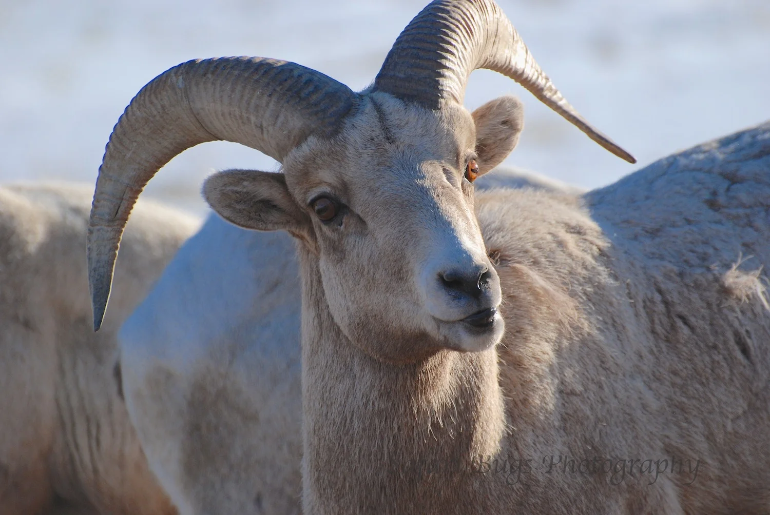 Big Horn Sheep