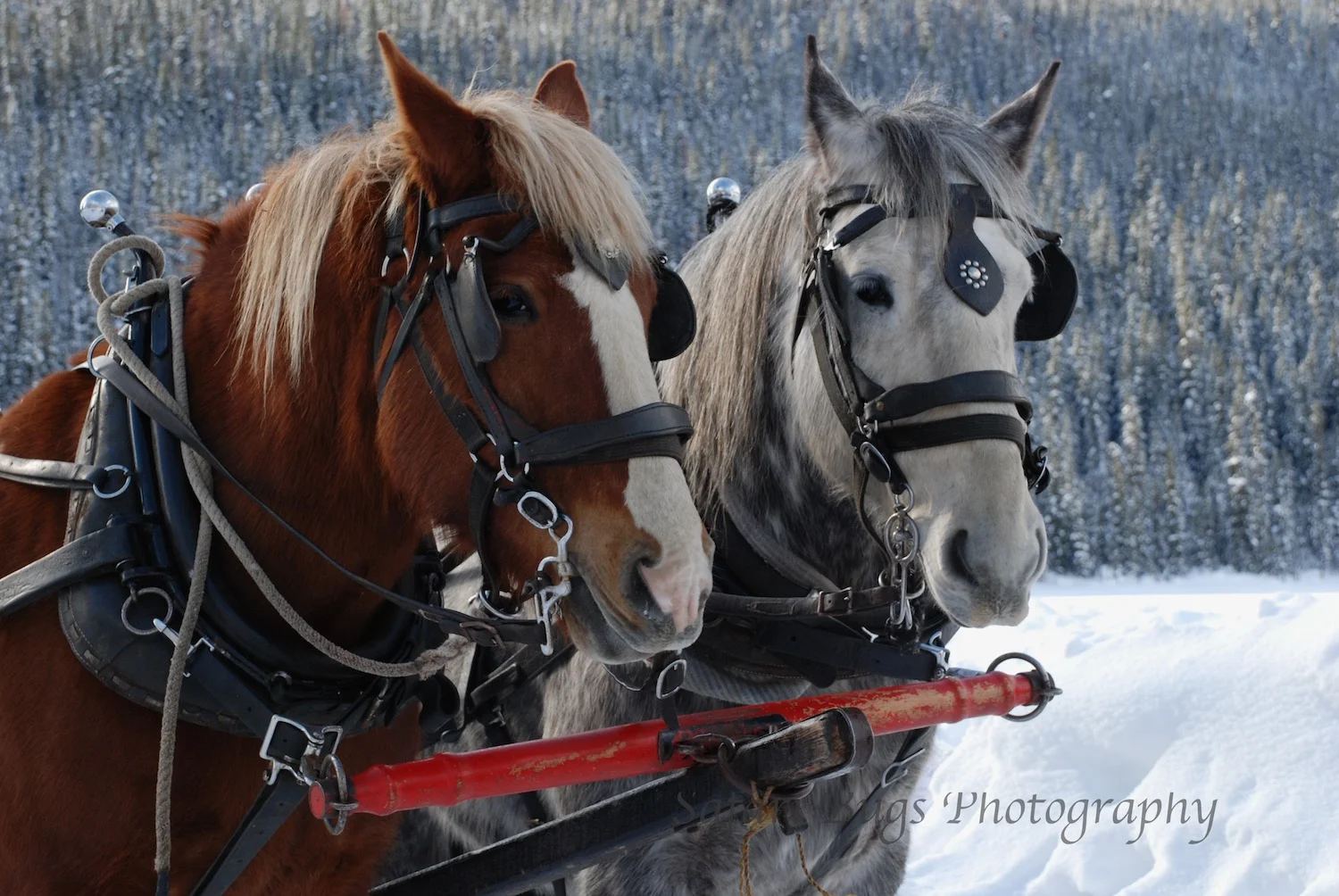 Horse Ride