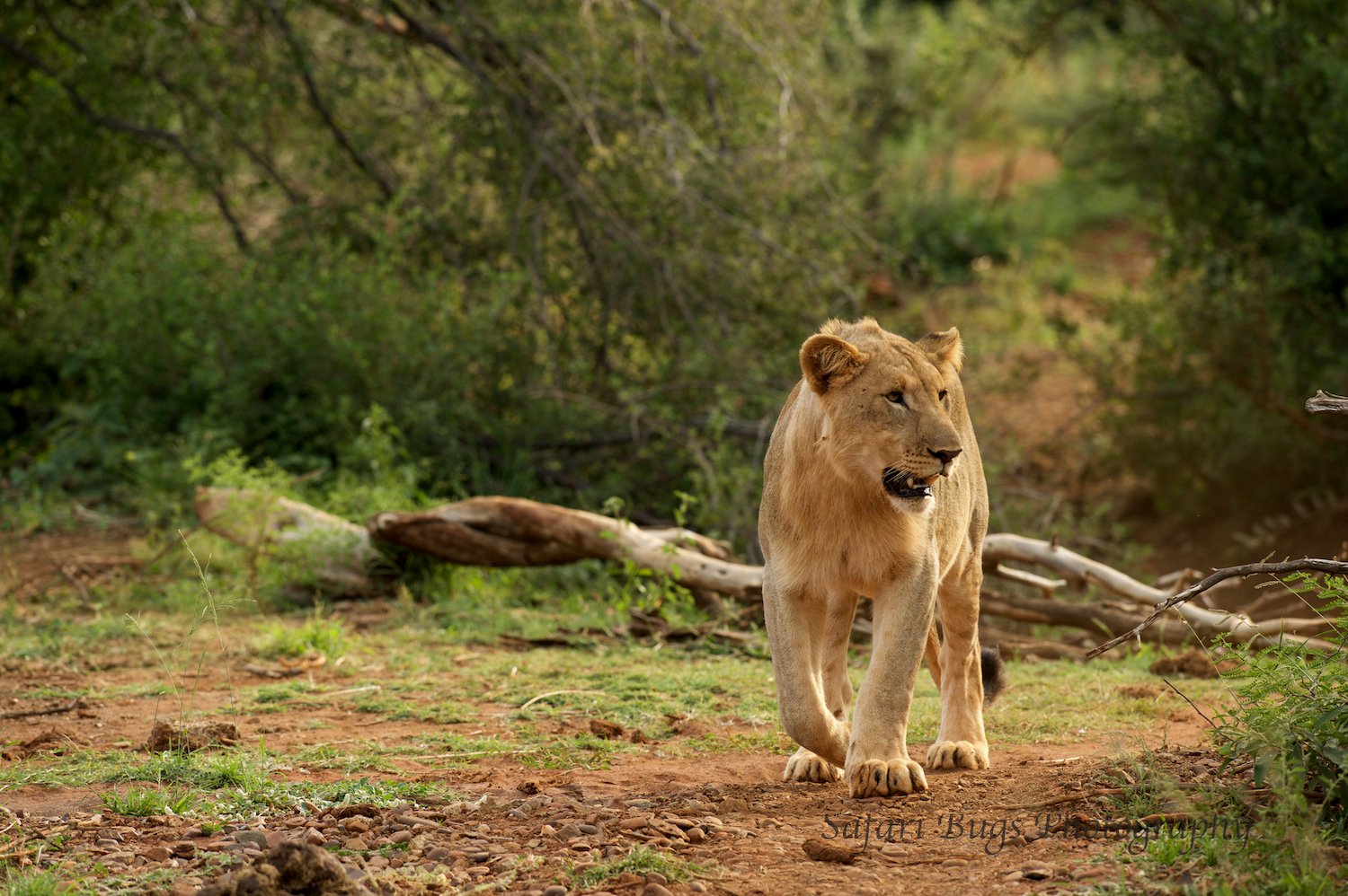 Subadult Male Lion