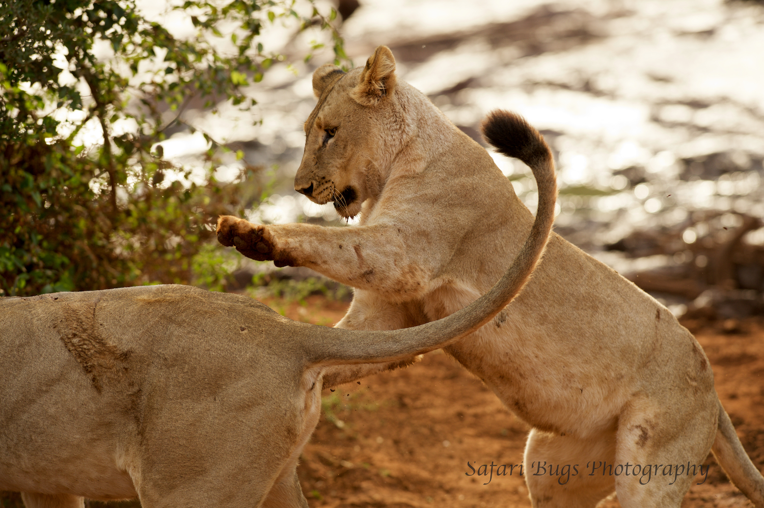 Subadult Lions